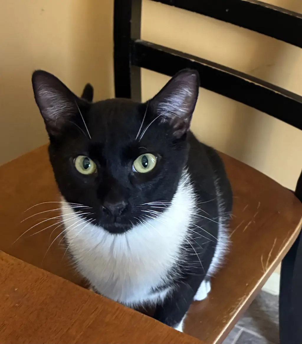 Moe (must be adopted with Fitz)
