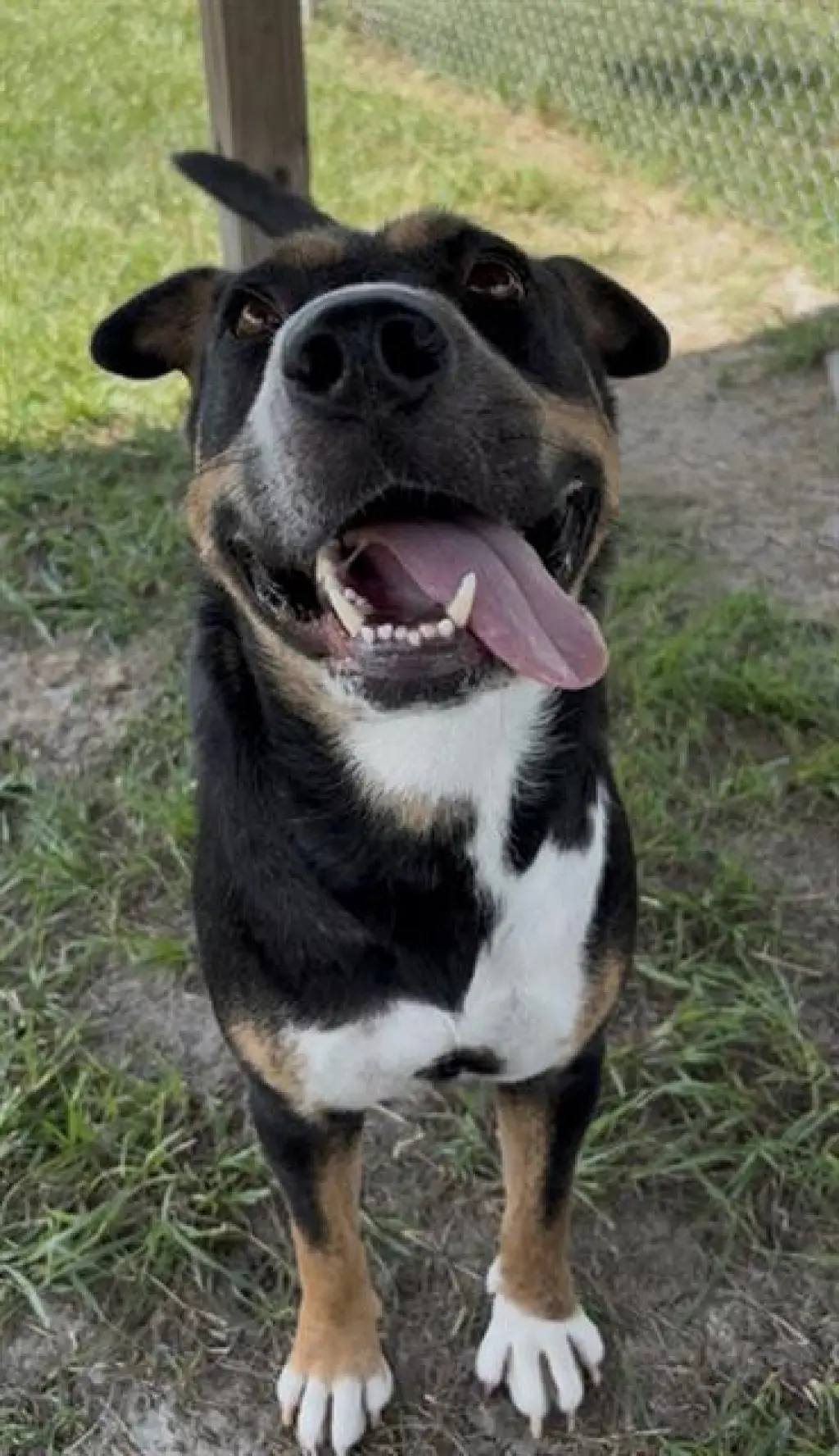 FRIDA