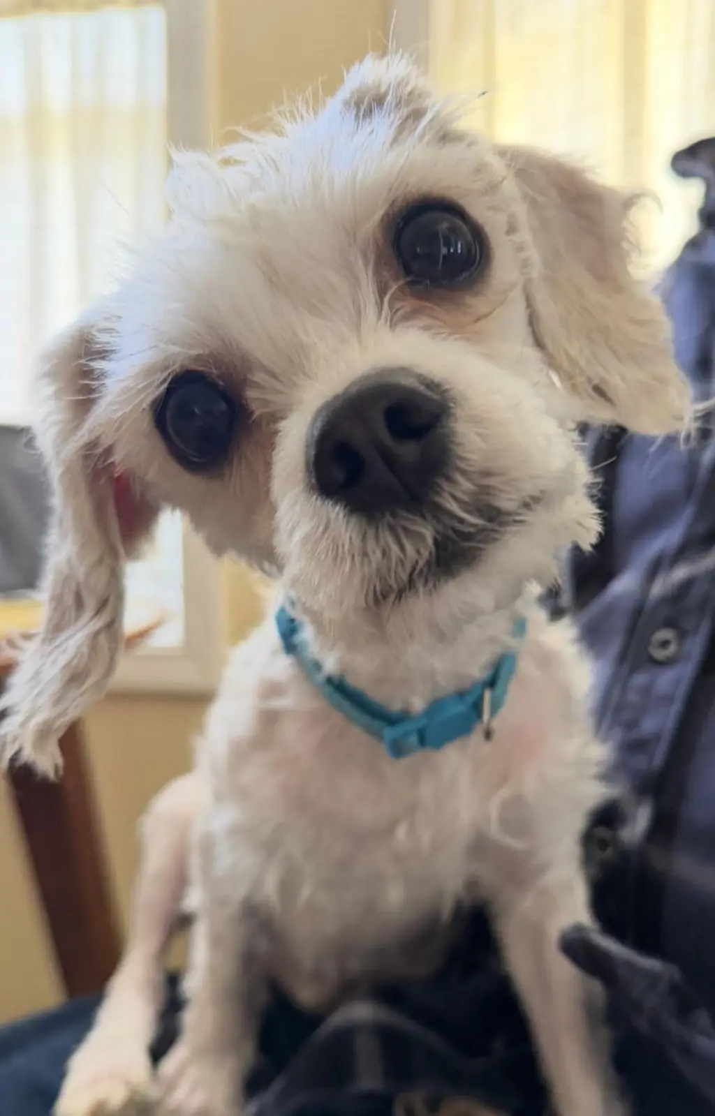 Milo