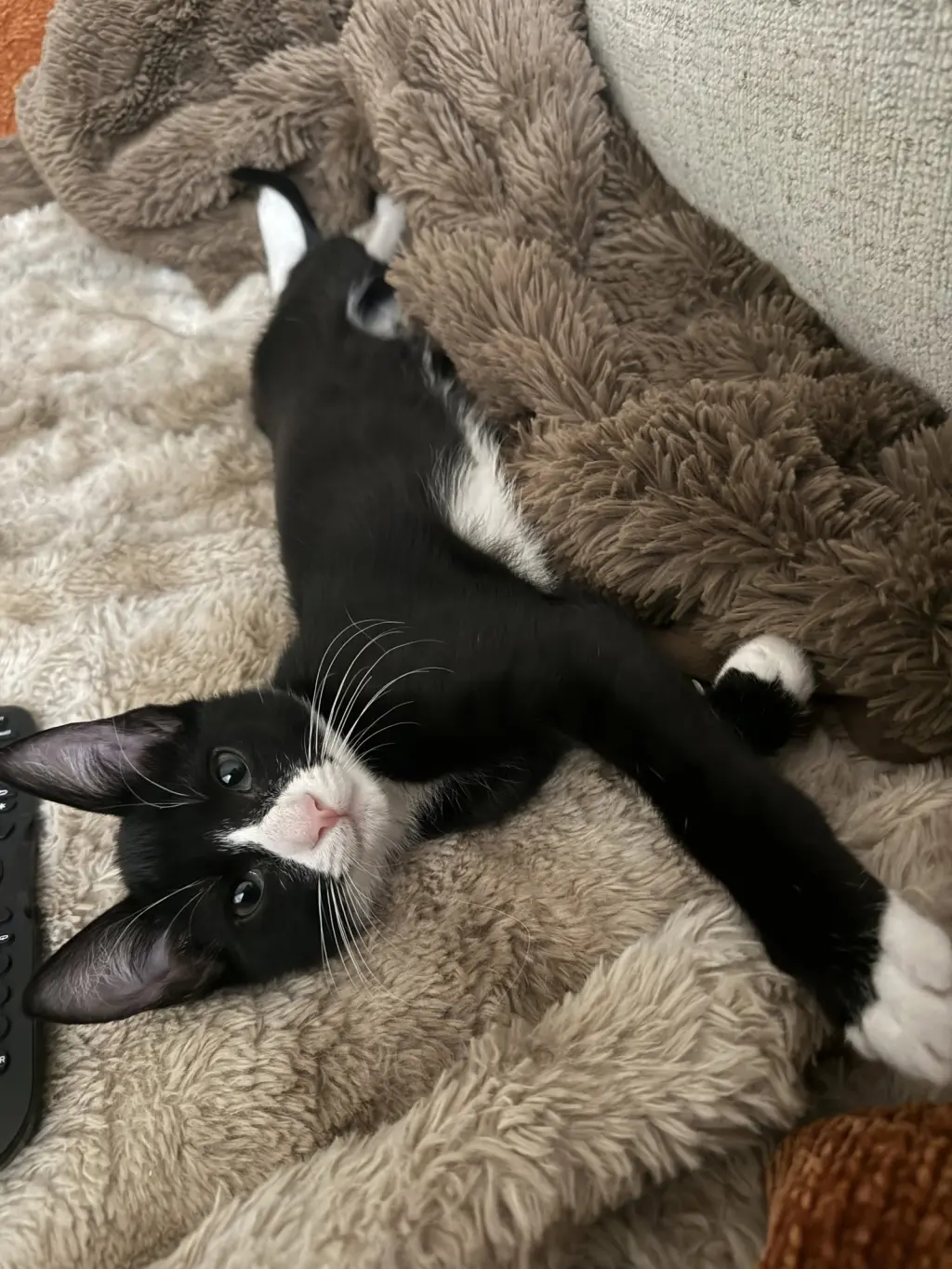 Finnegan