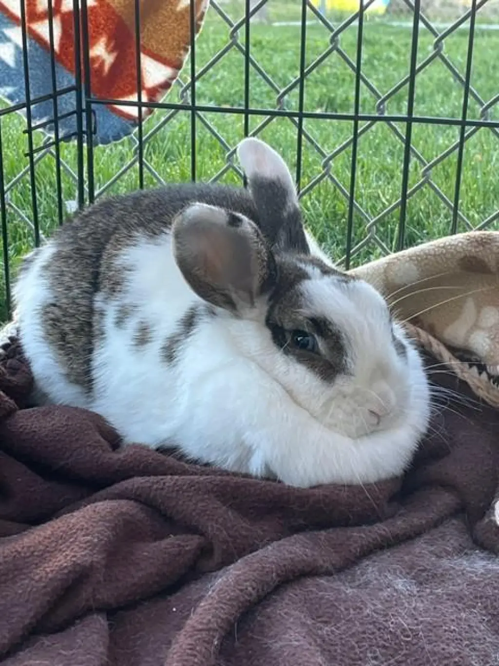 CHOCOLATE CHIP