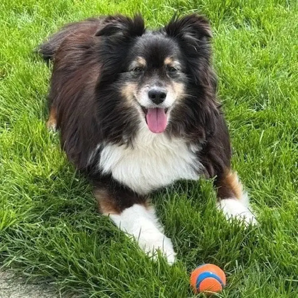 Bleu adoption pending