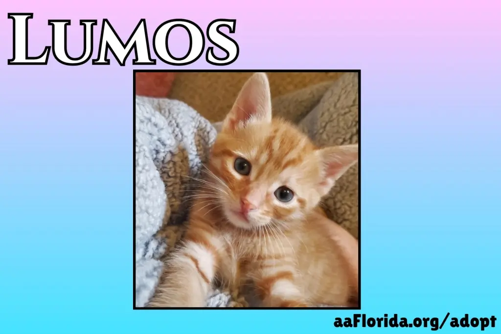 Lumos