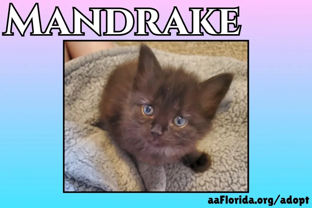 Mandrake