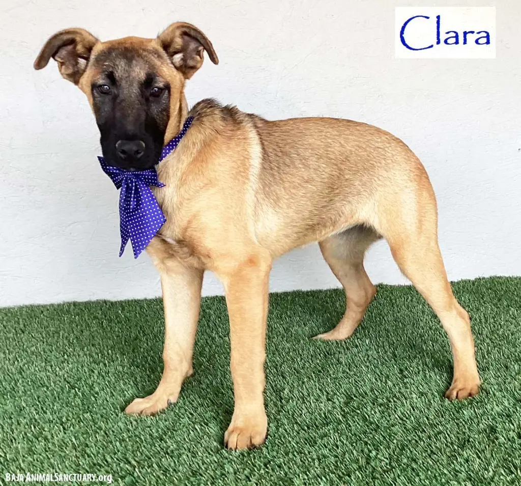 Clara