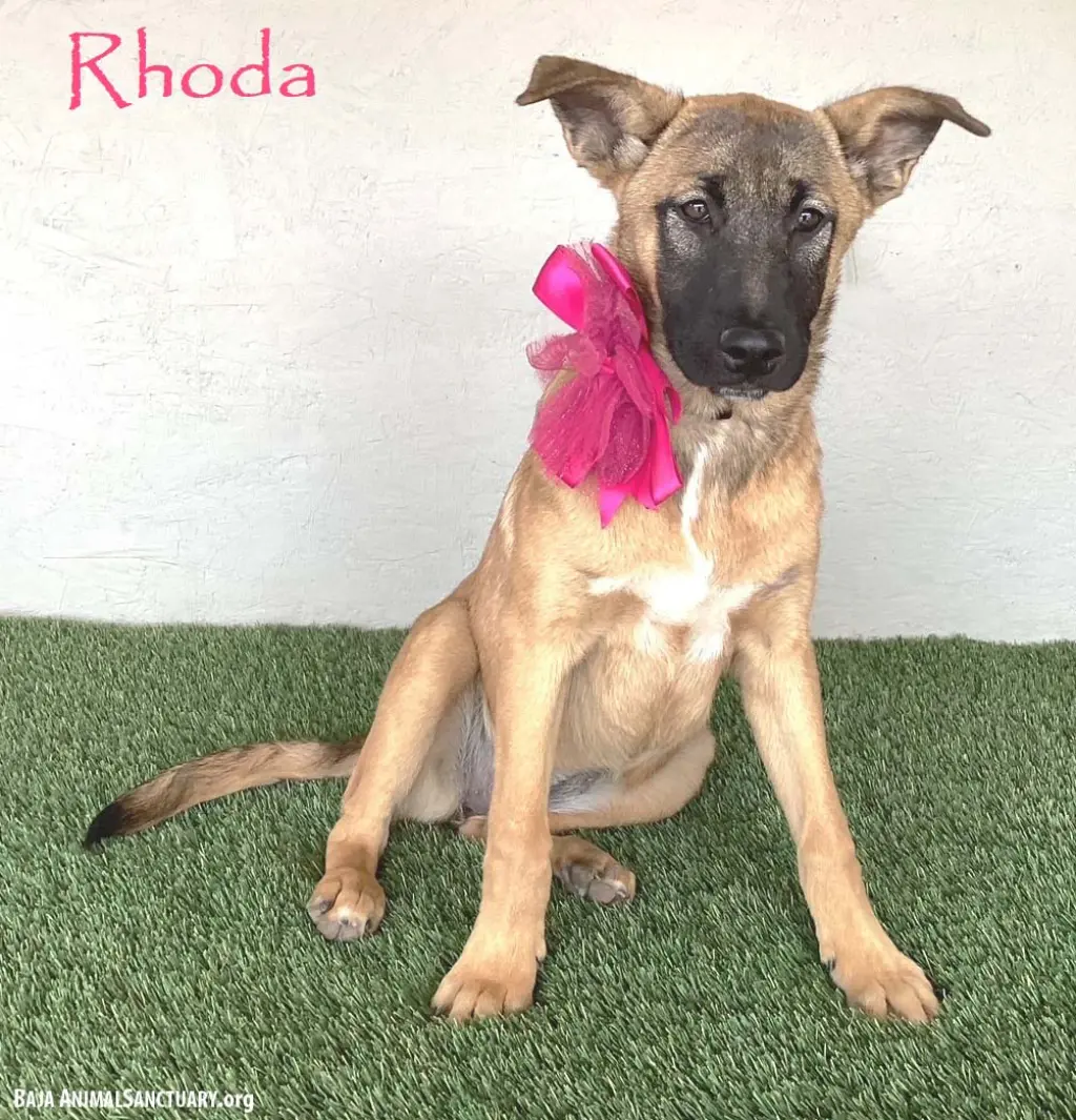 Rhoda