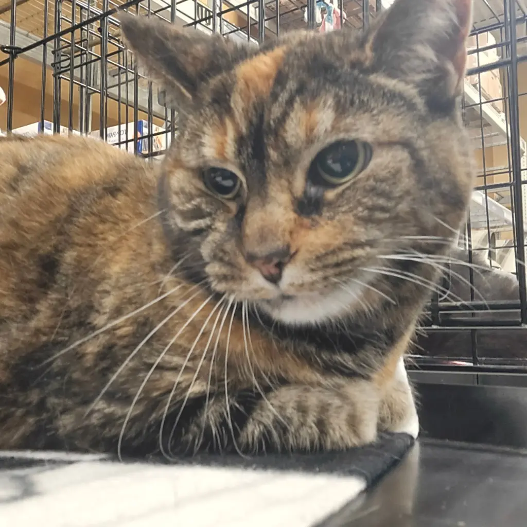 Delilah