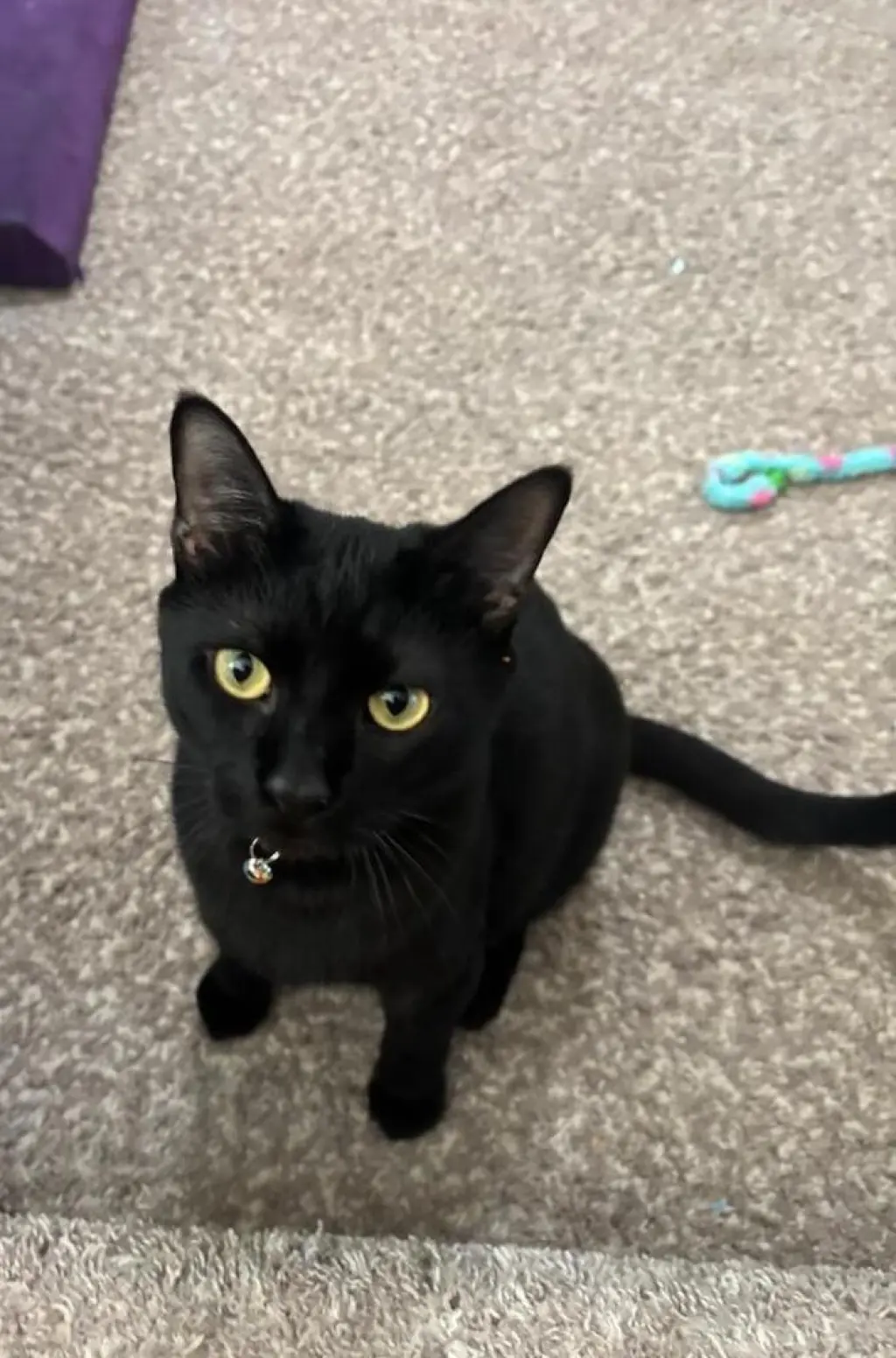 Sylvestor