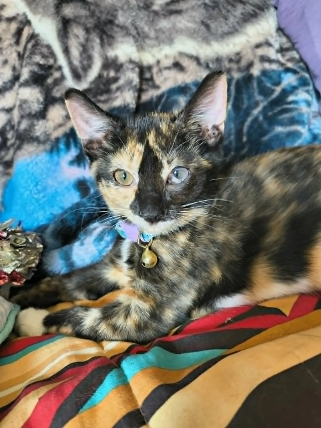 Polyethylene (Available for pre-adoption)