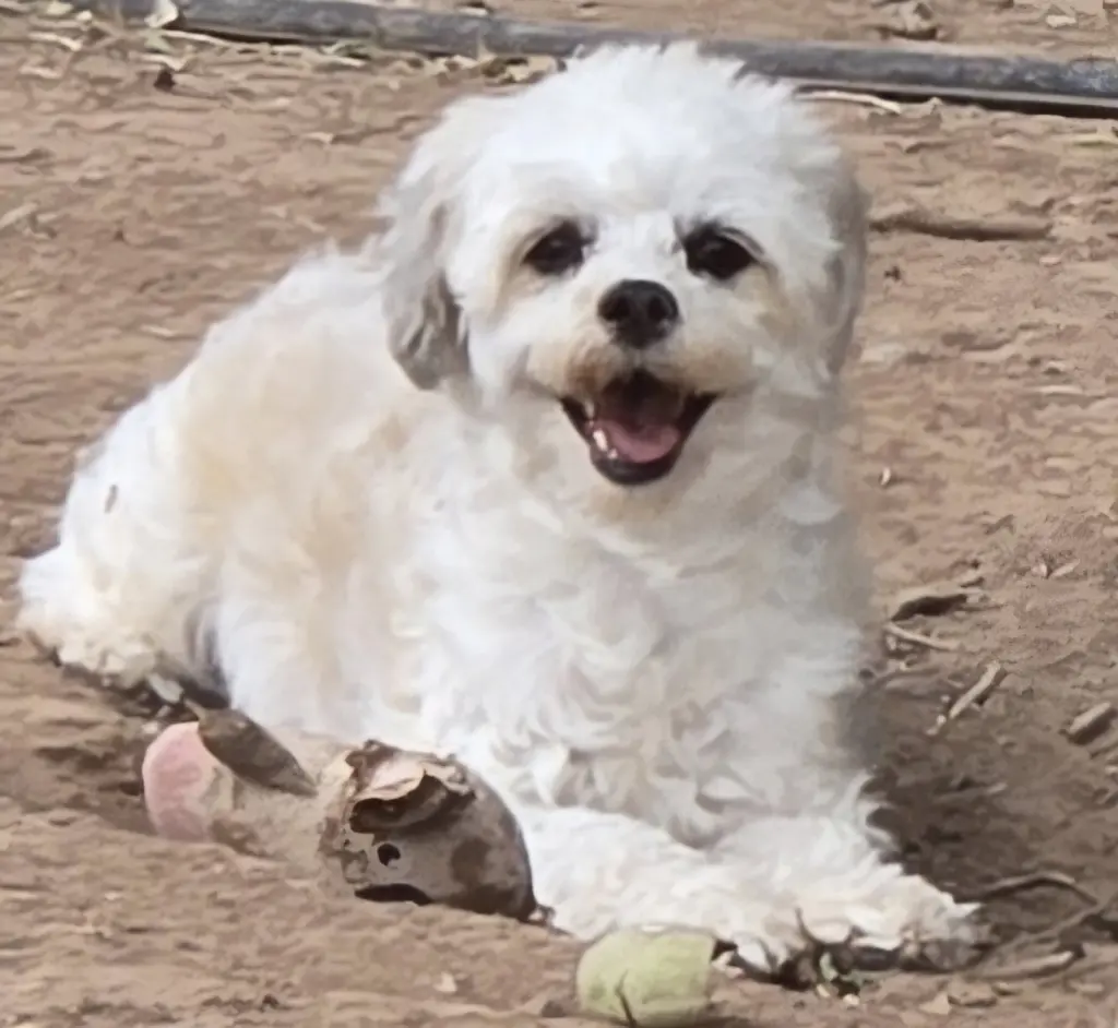 **LOLA - Read Bio Below