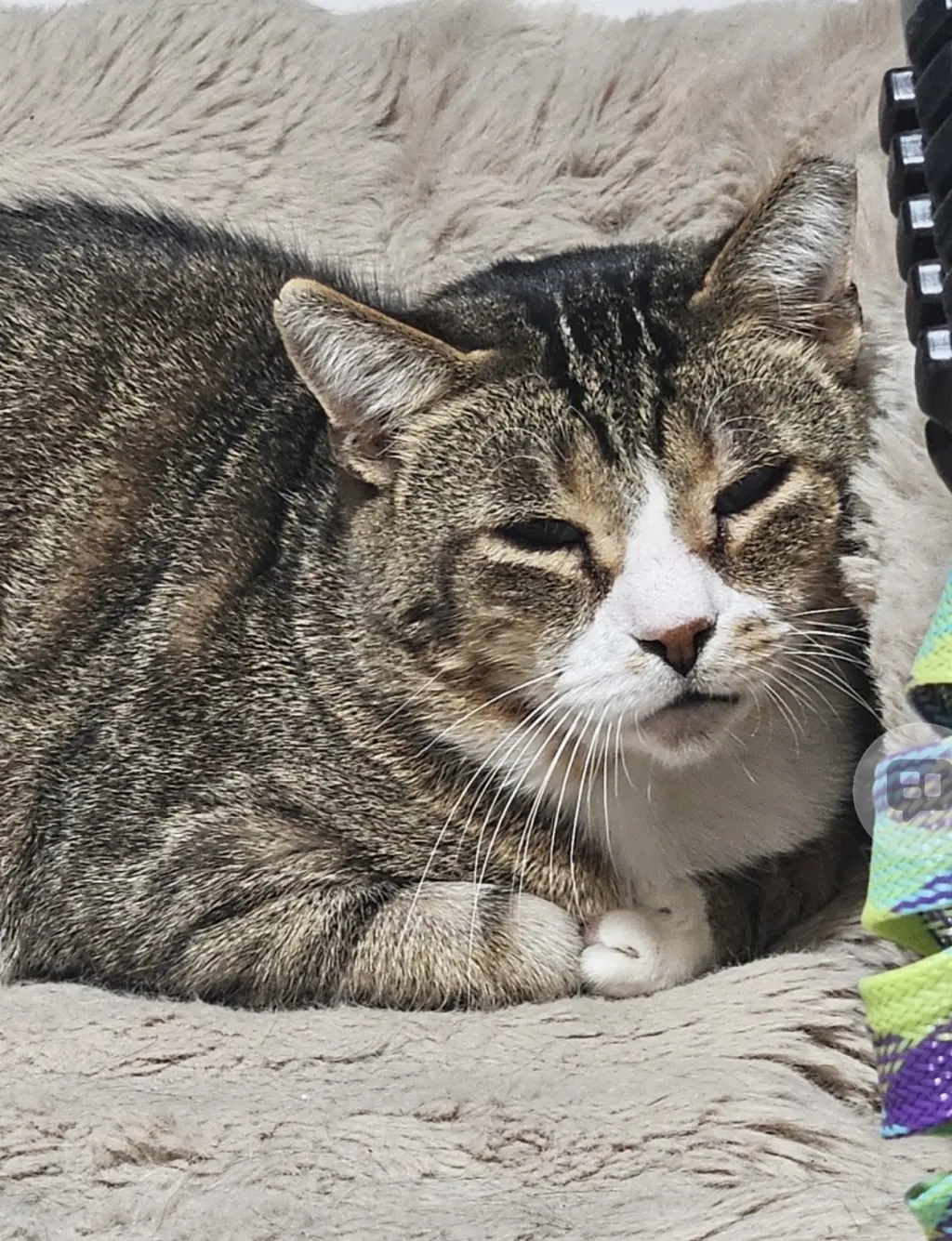 Diablo (Must be adopted with Frass)