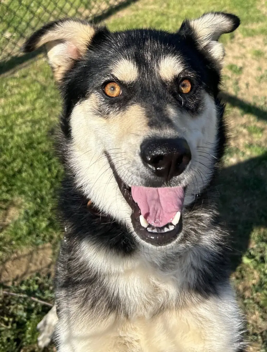 Stella