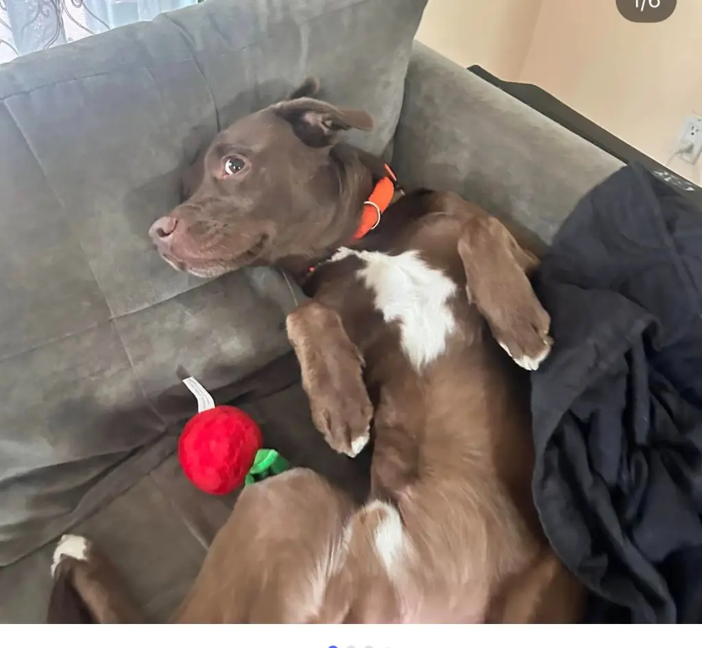 Choco *Courtesy Post* (Albany NY)