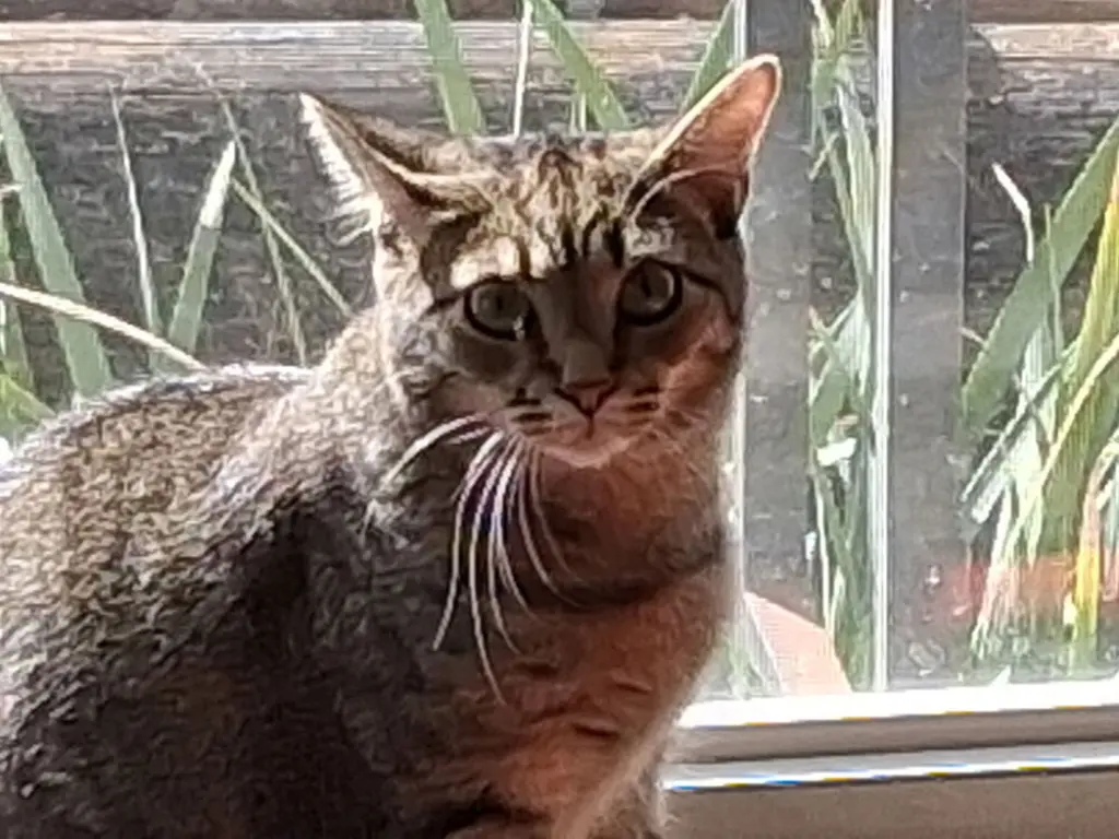 Koby