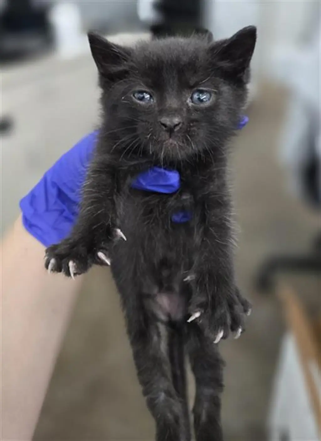 LOKI