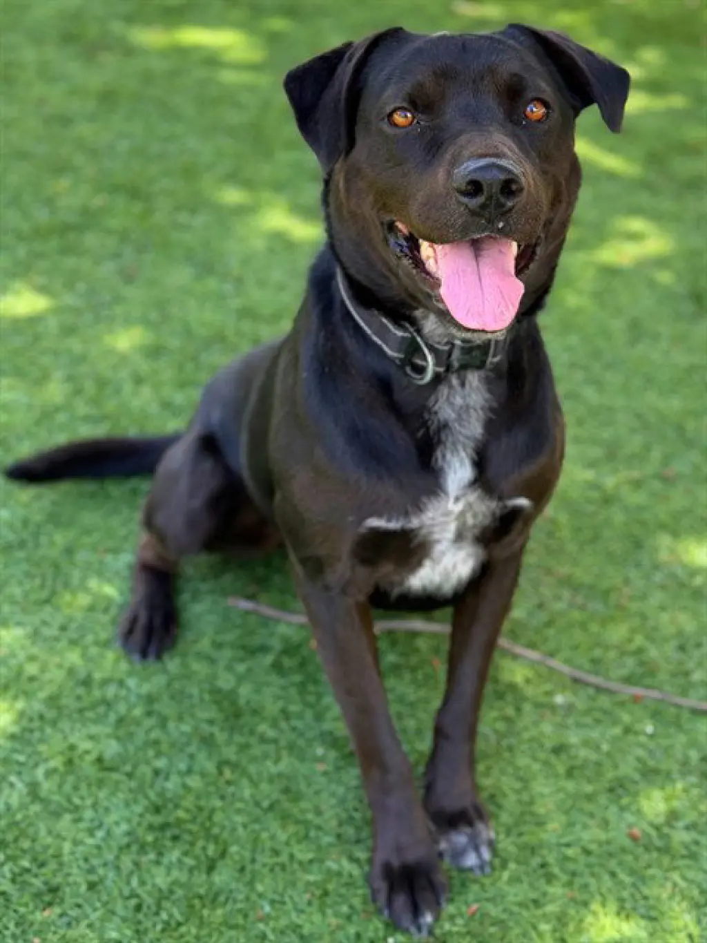 DUKE