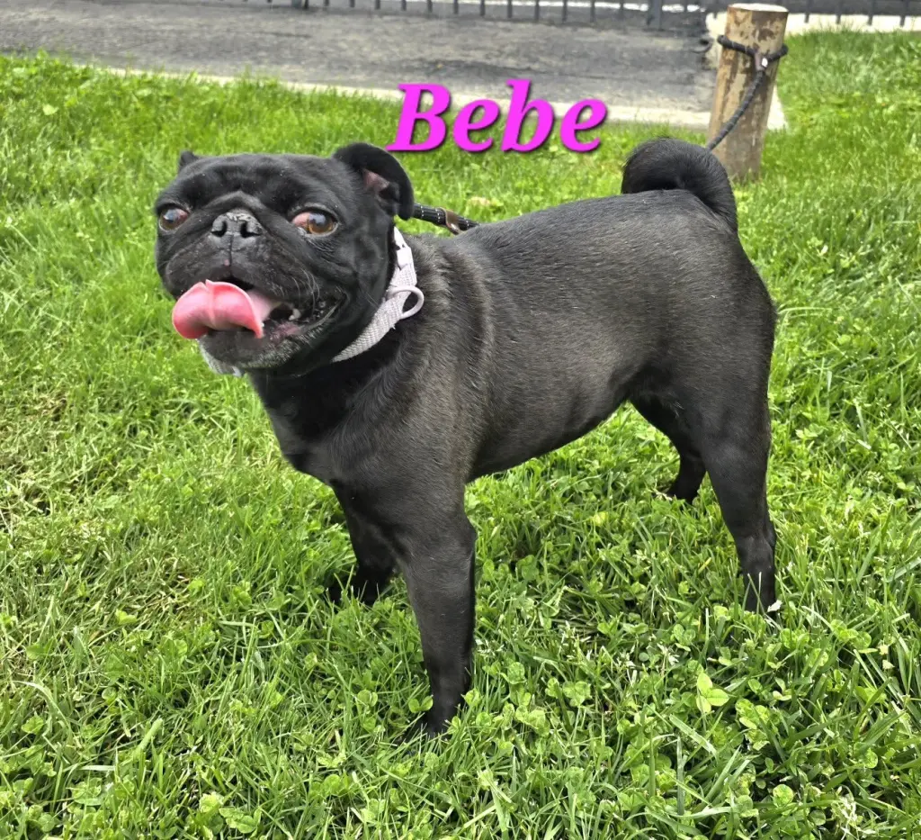 Bebe
