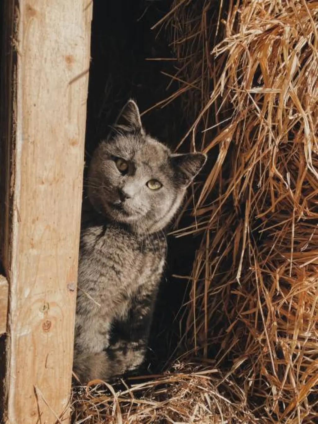 BARN CATS