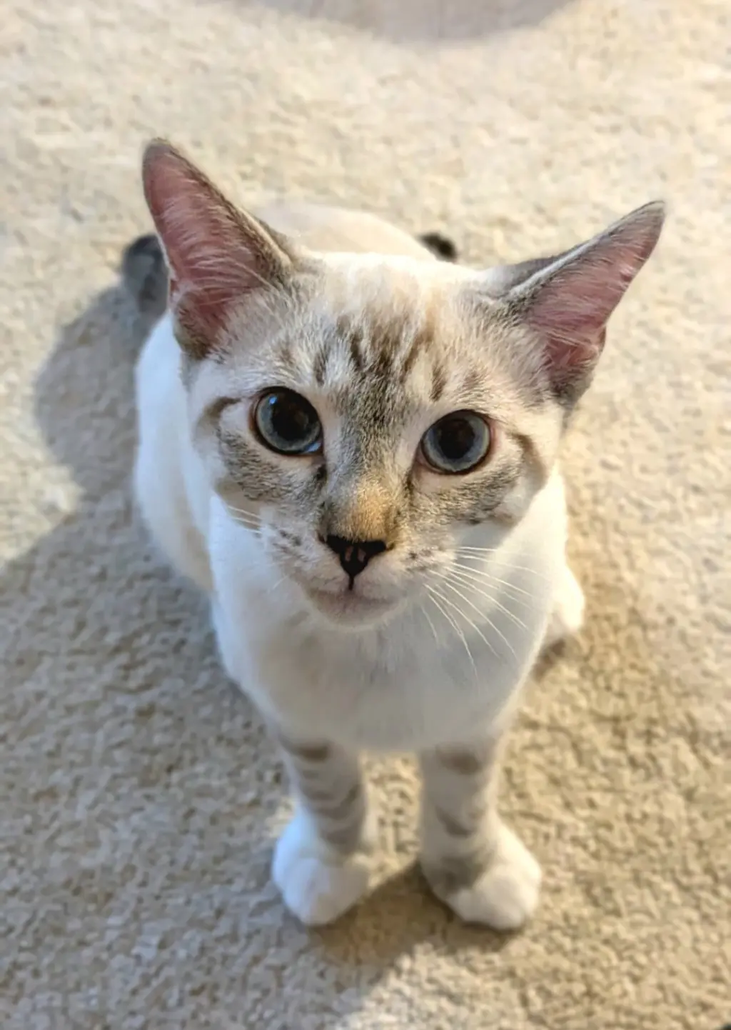 Juliet