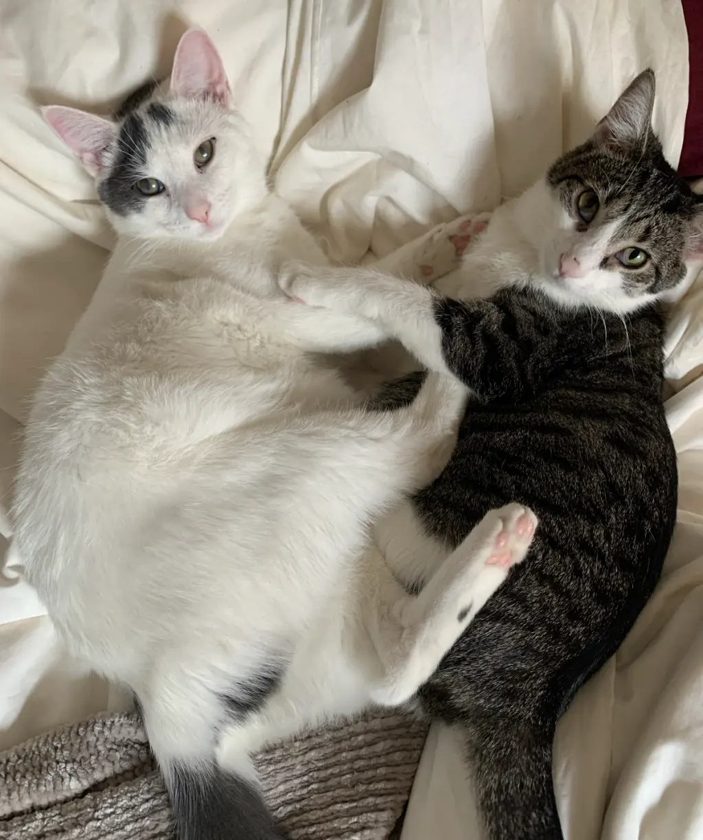 Dickory & Dock