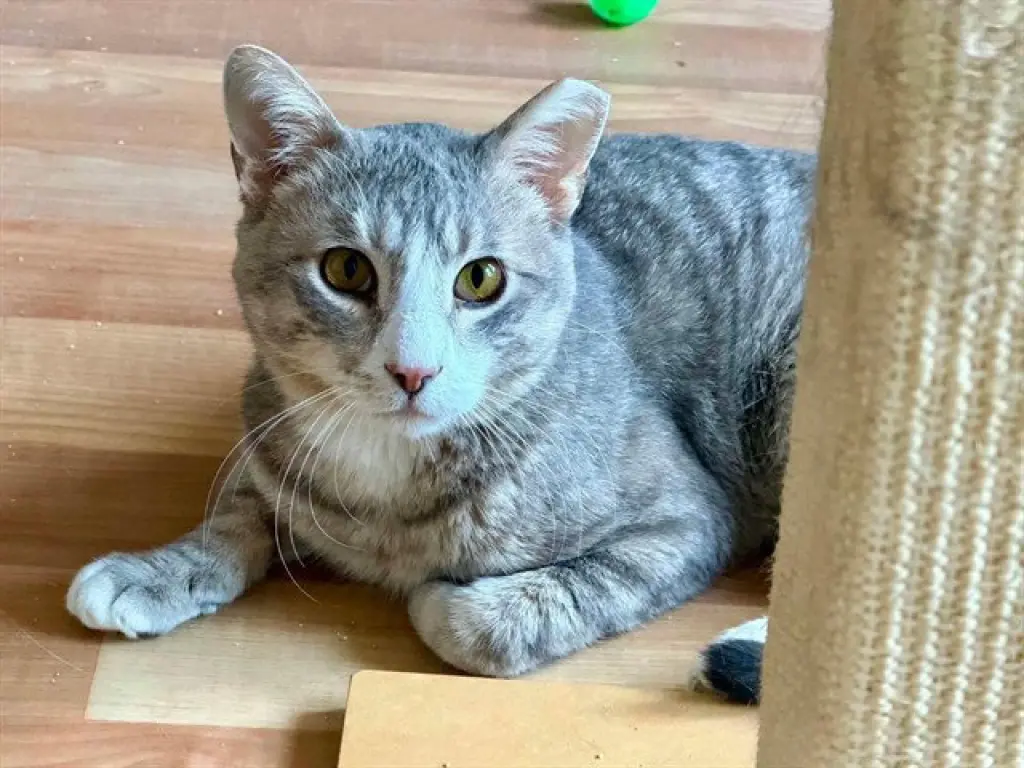 SAM