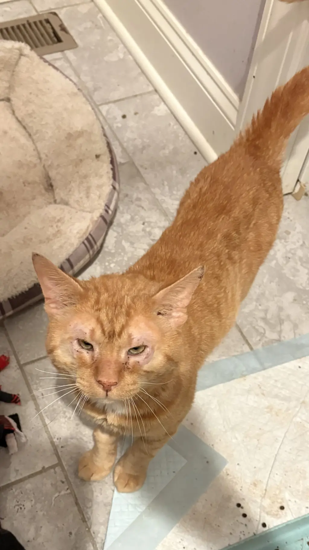 Garfield