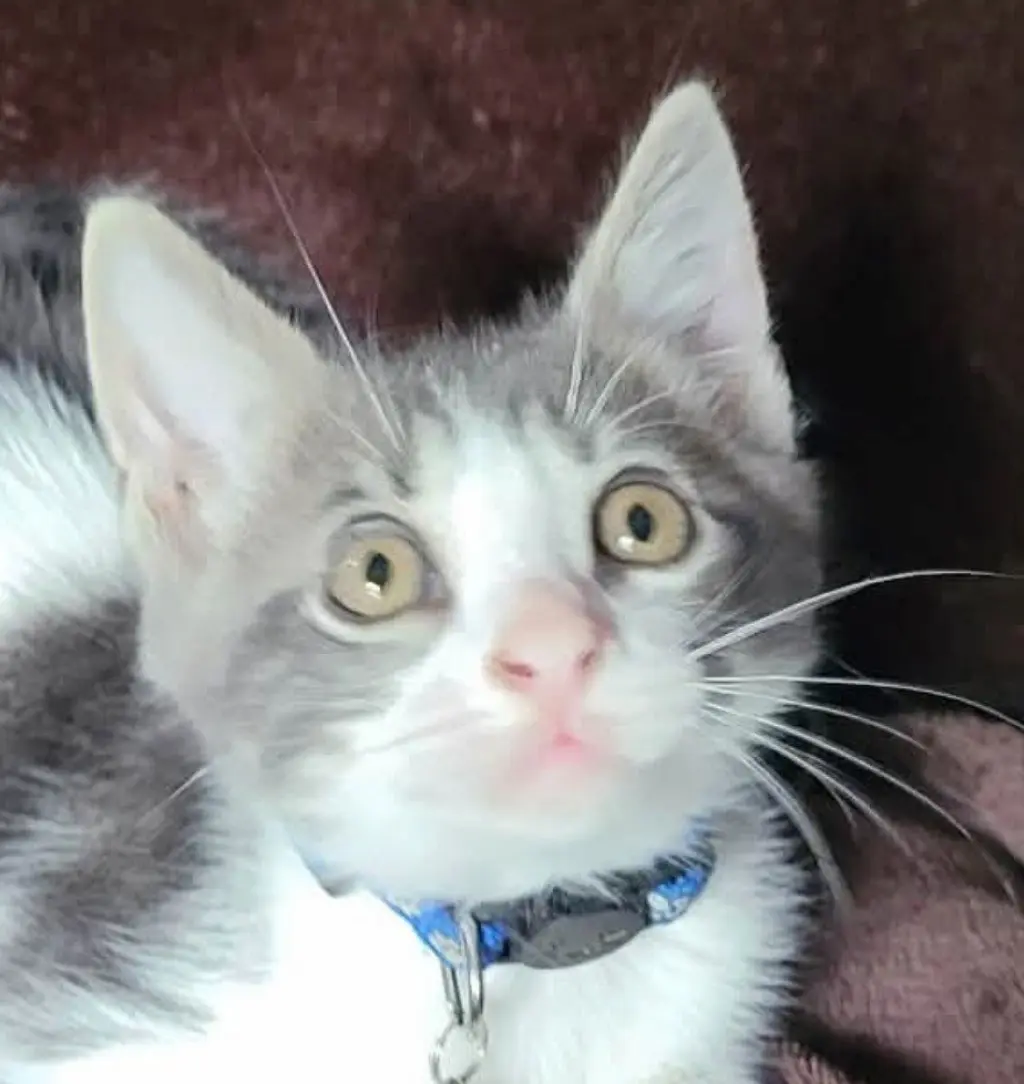 Gismo