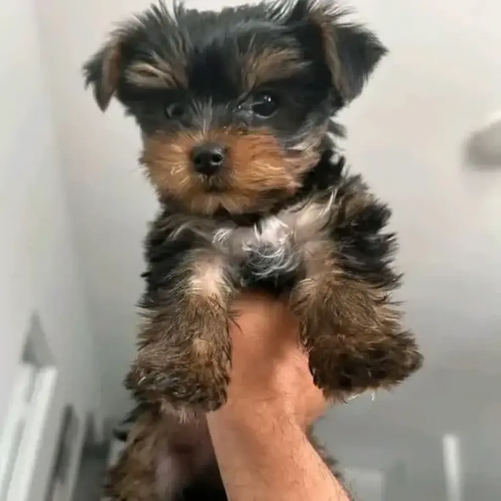 **Yorkshire Terrier