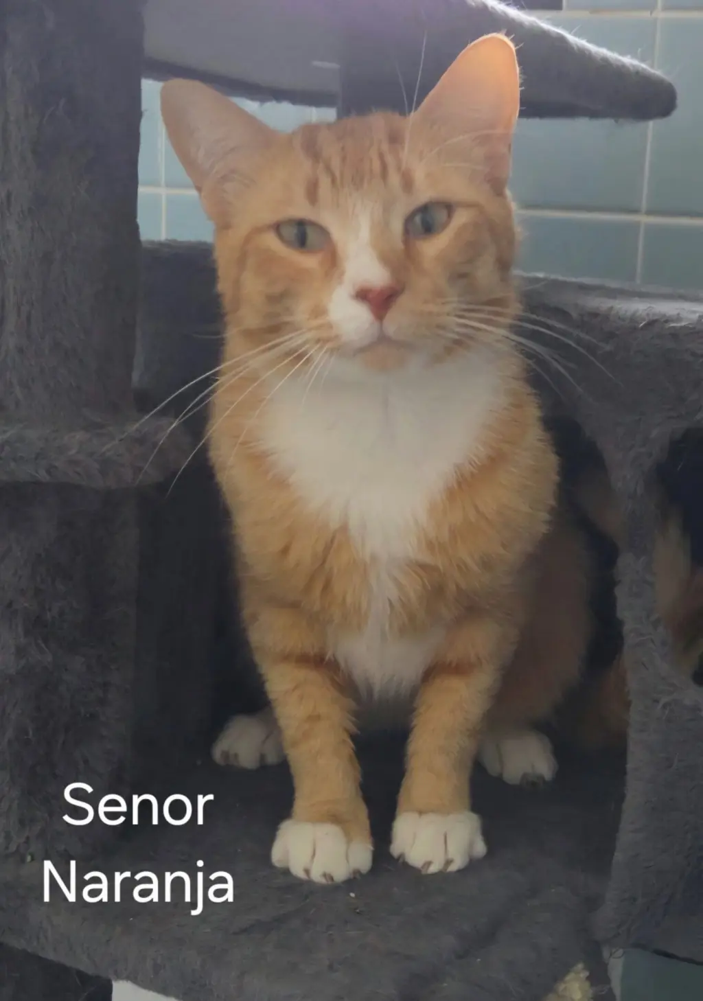 Senor Naranja