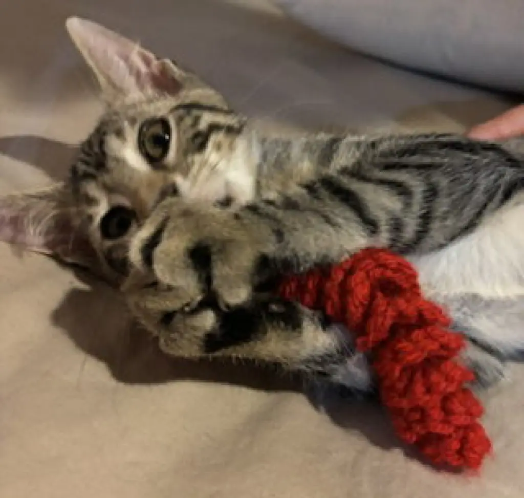 Tug of War