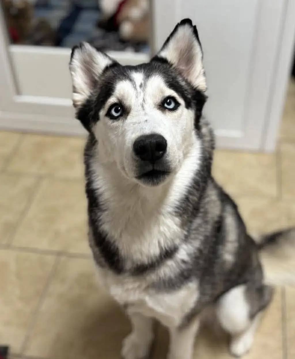 Canela