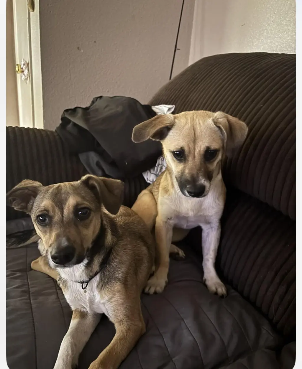 Luna and Zeus