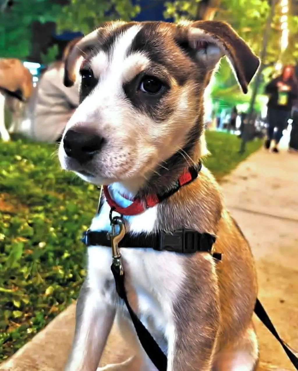 Sirius