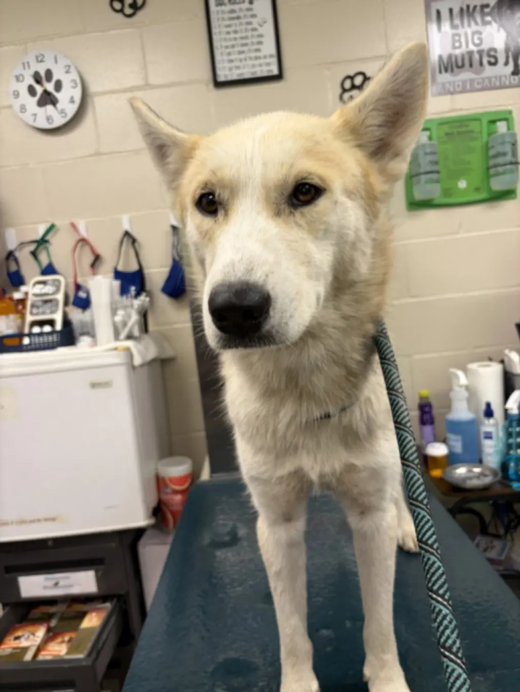 TUNDRA