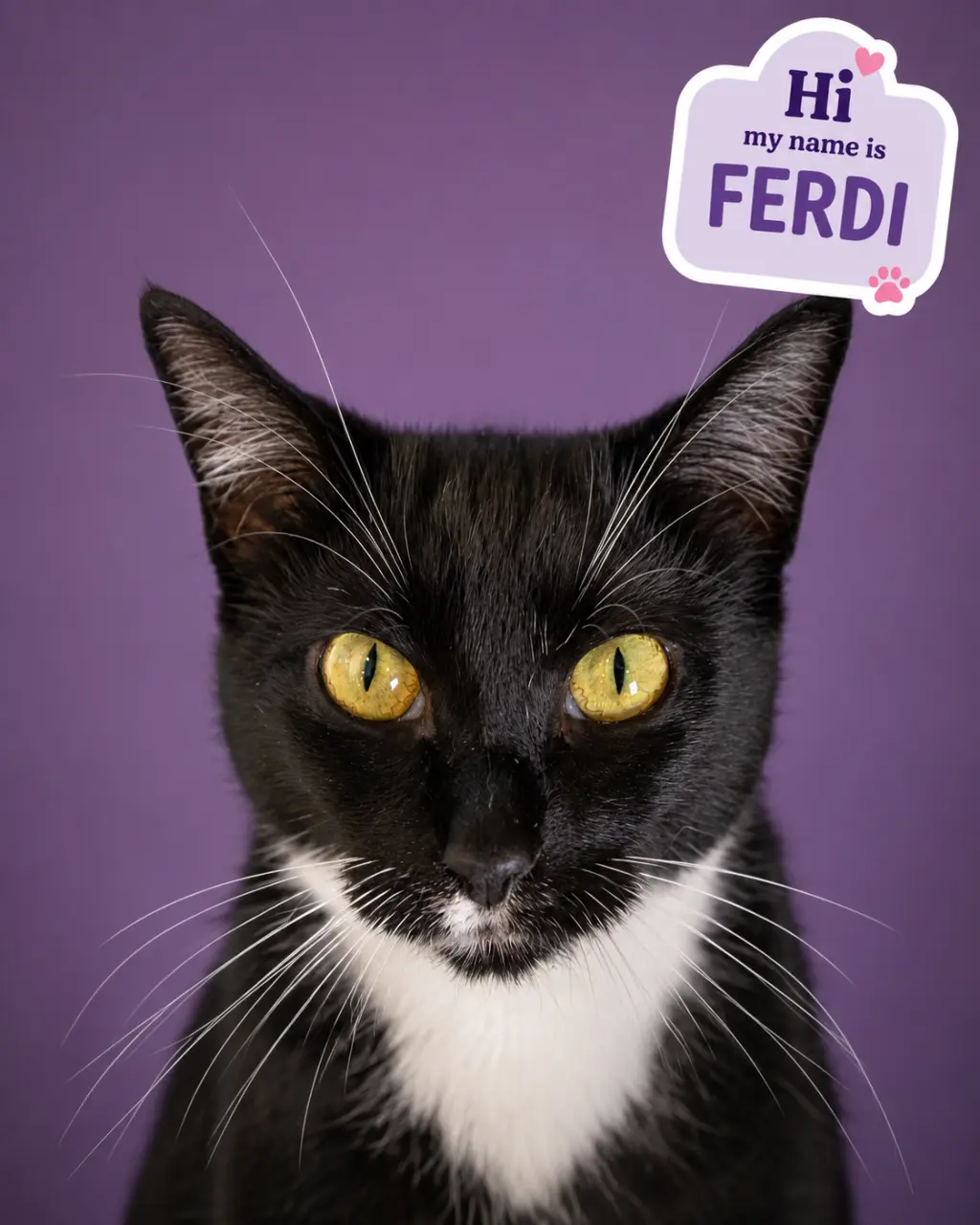 Ferdi (FCID# 04/09/2026 - 55 Trainer)
