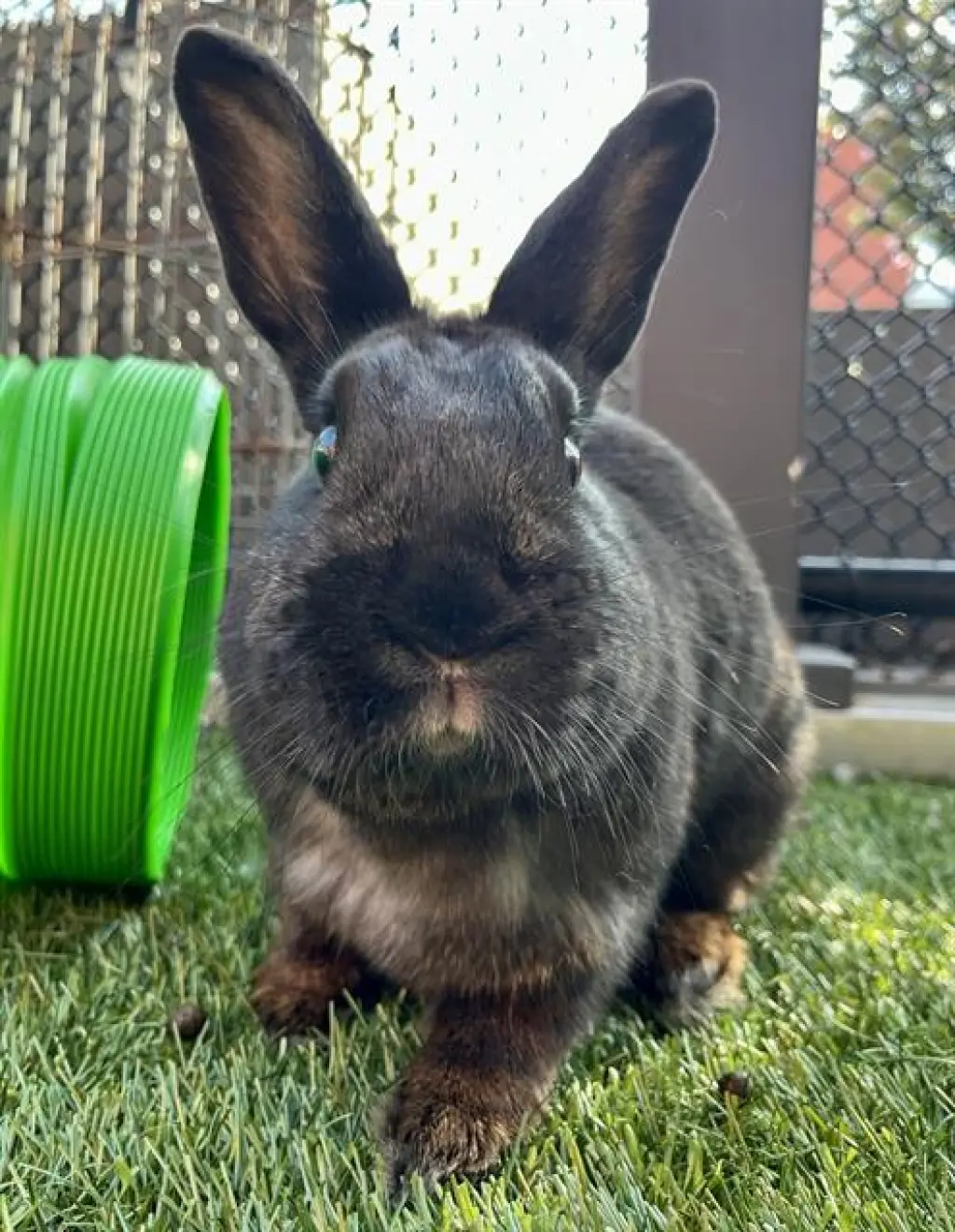 PEPPER
