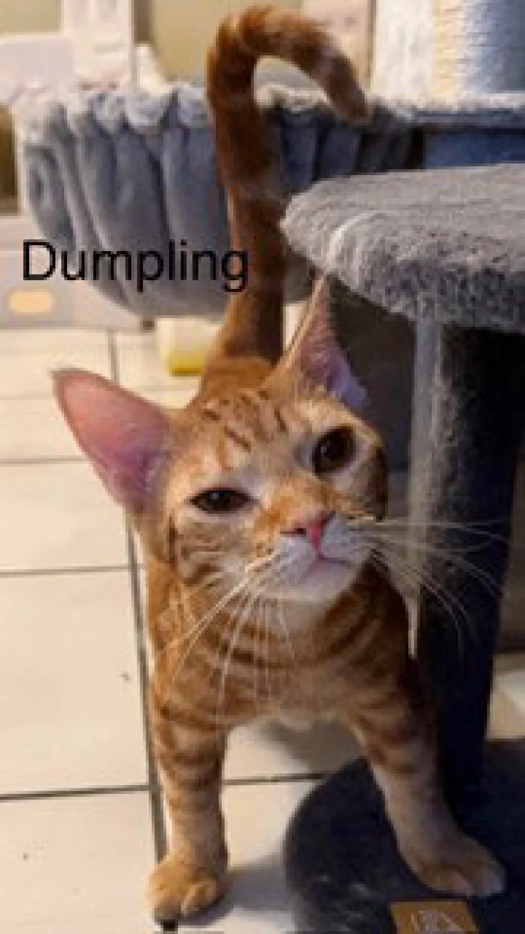 Dumpling
