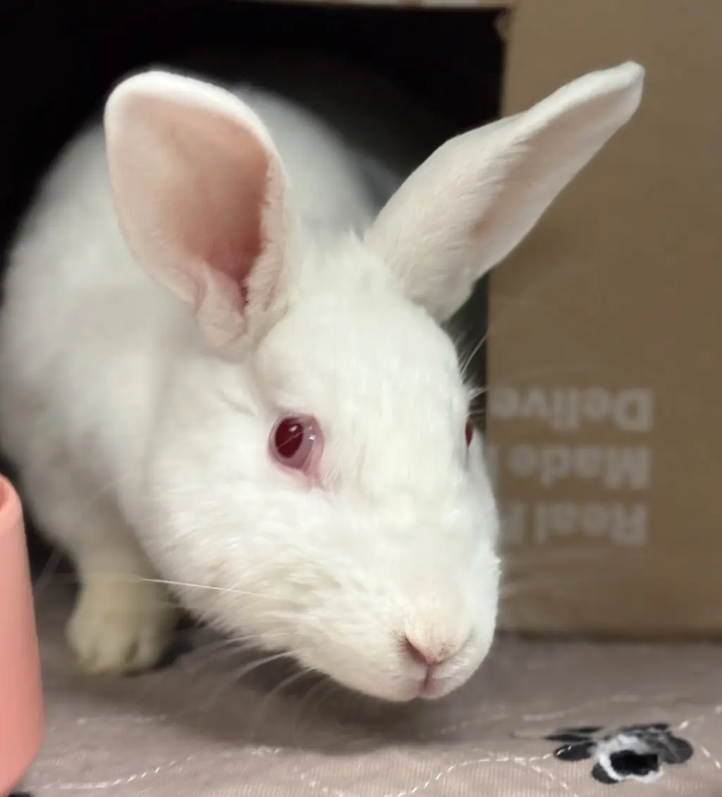 Tasha