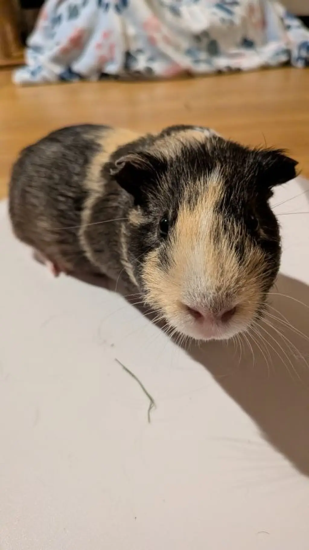 Gus