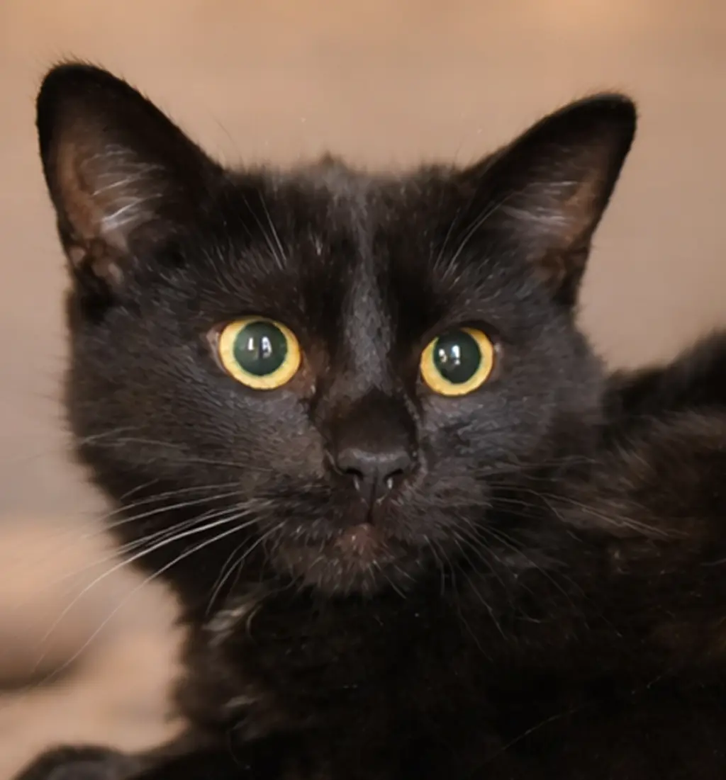 Kitten Kane