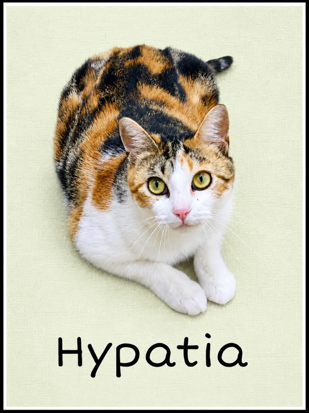 Hypatia (FCID# 03/13/2026-105 Willow Grove, PA)