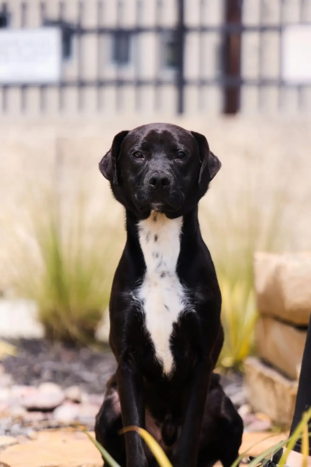 Mercury- $75 Adoption Fee! Diamond Dog!