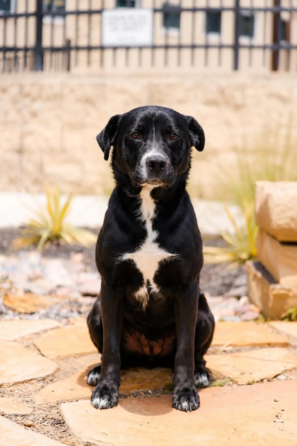 Jett-$75 Adoption Fee! Diamond Dog!