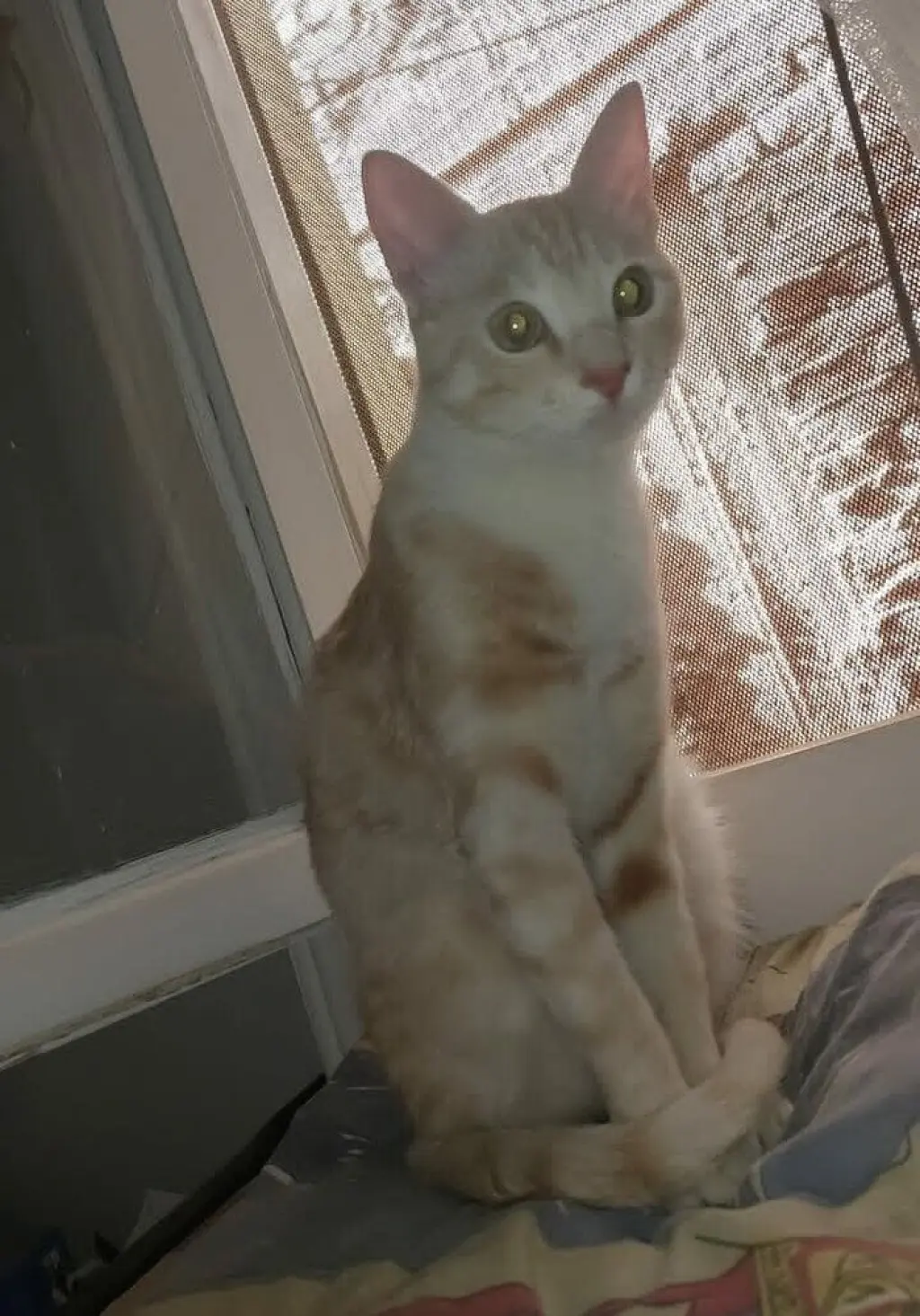 Mango