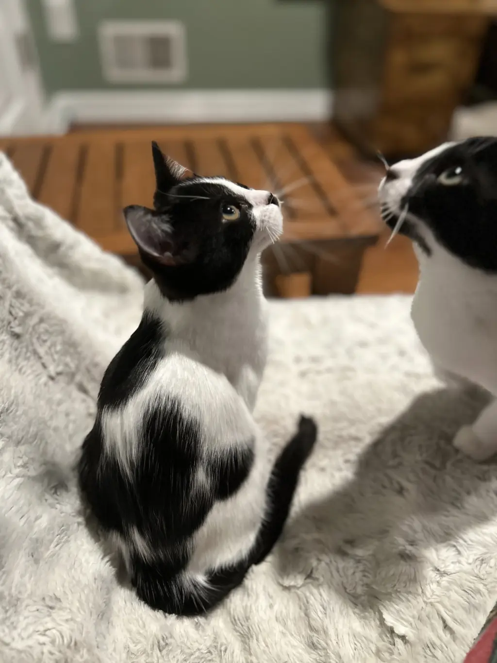 Neapolitan