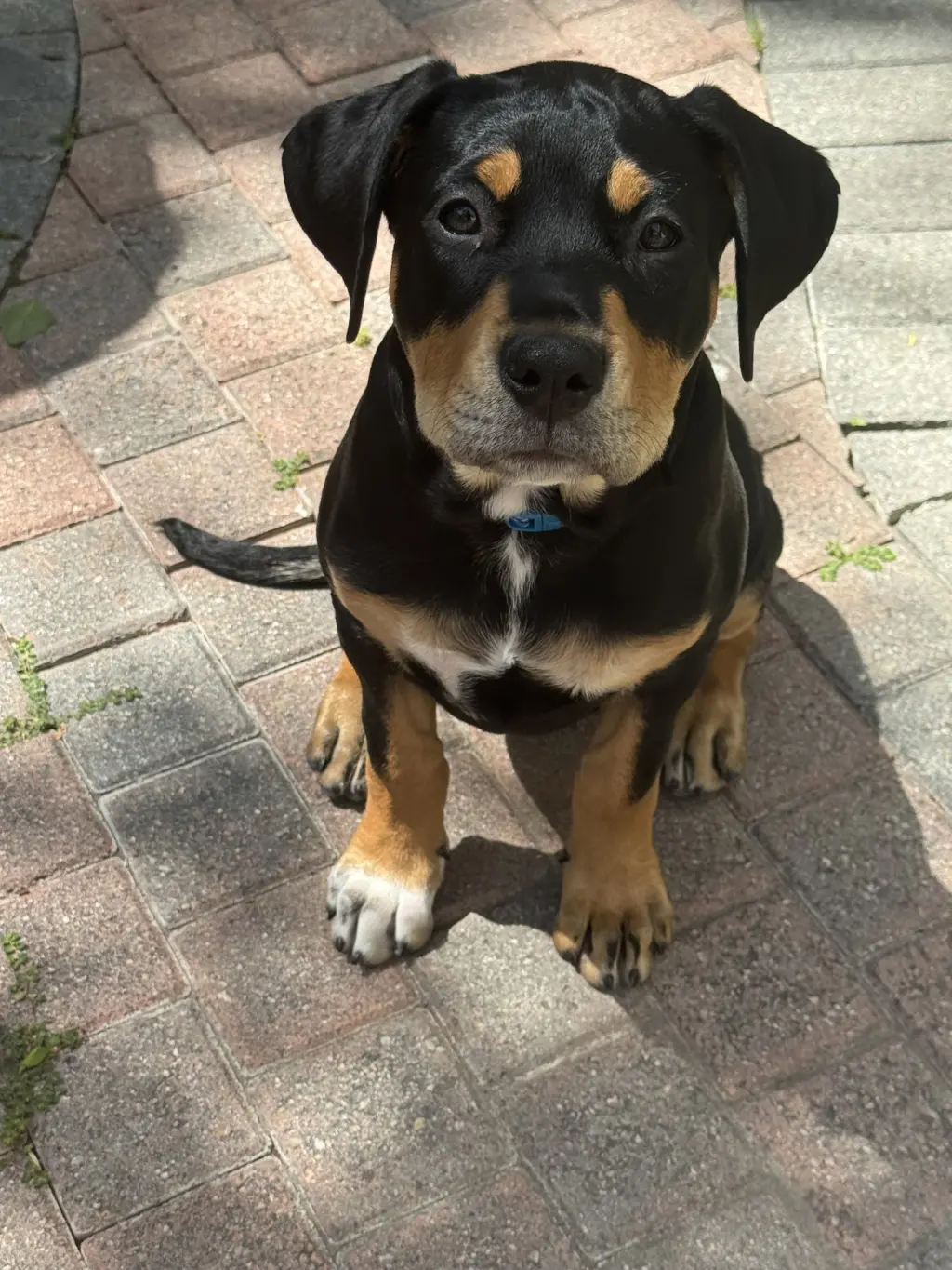 Scout