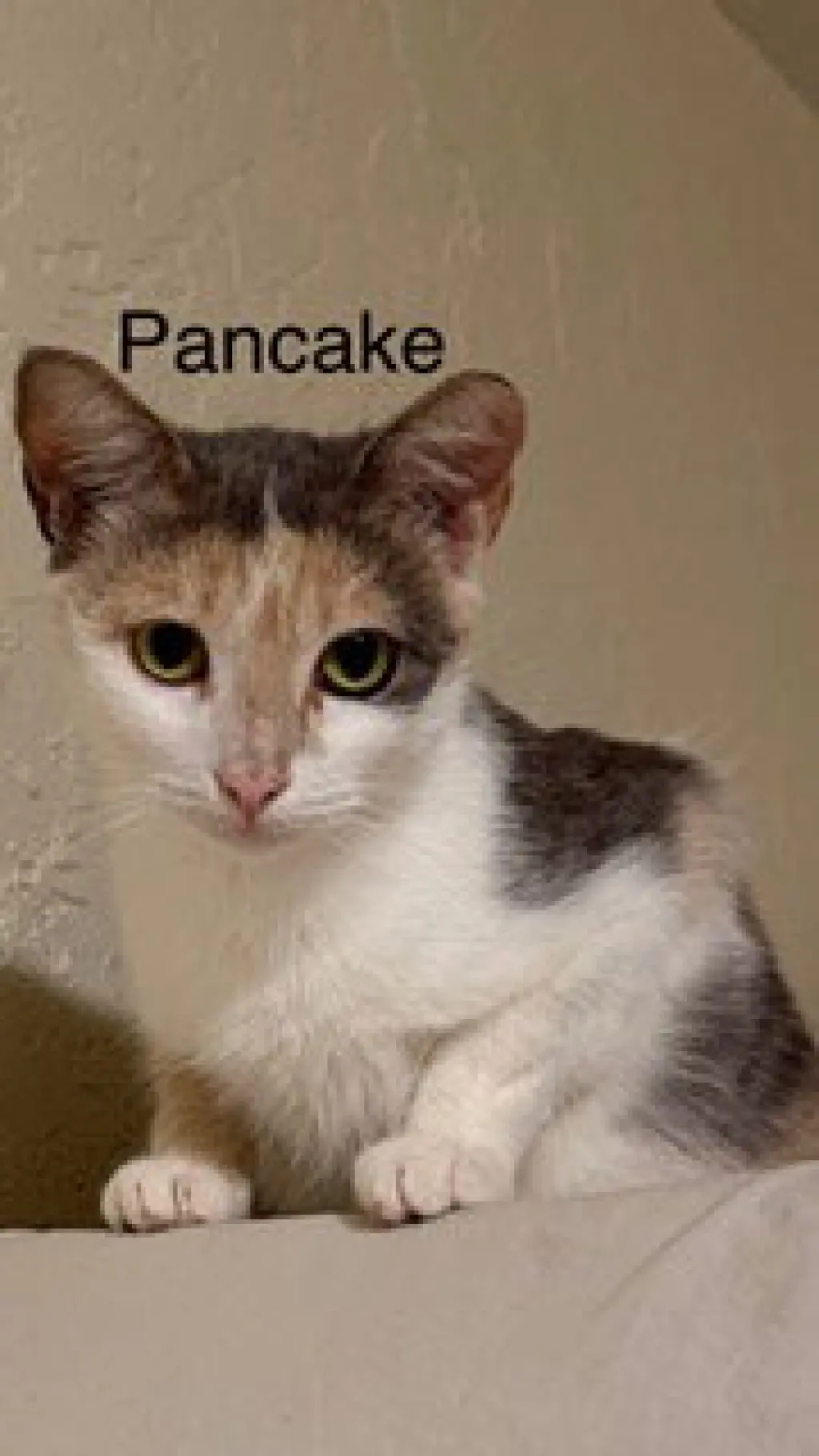 Pancake