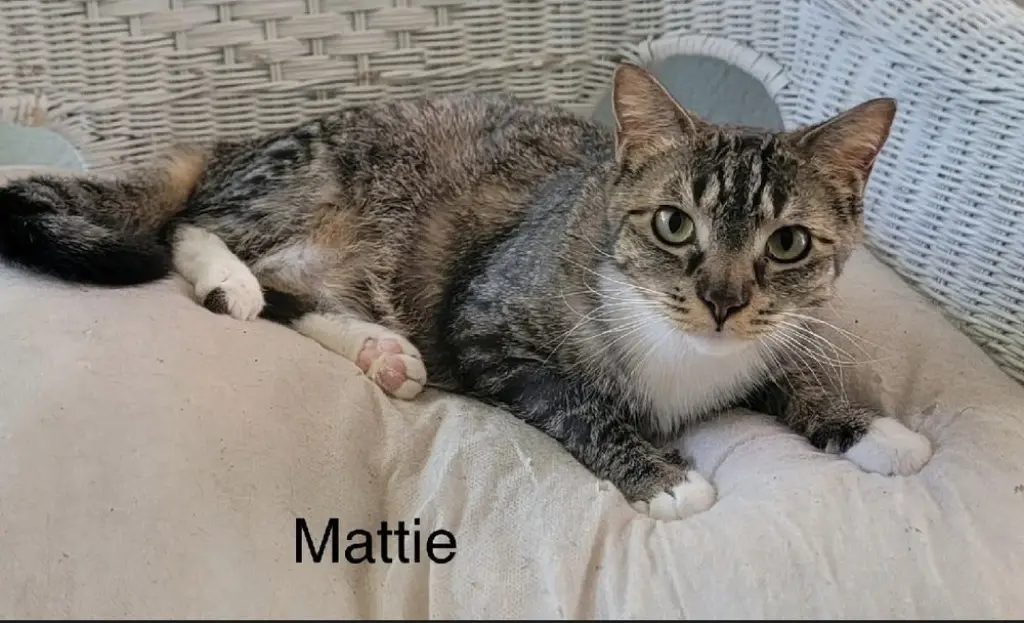 Mattie
