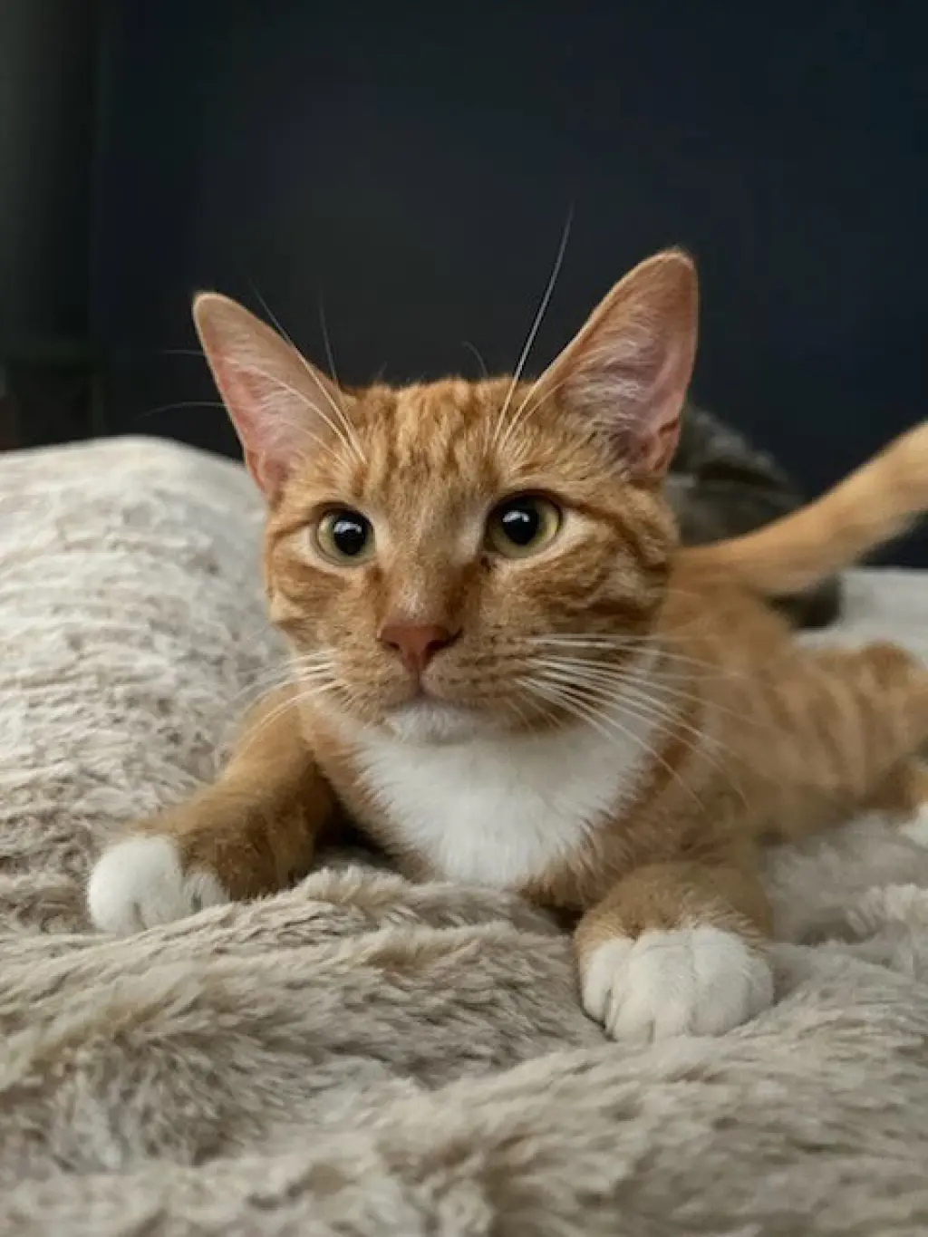Hobbs