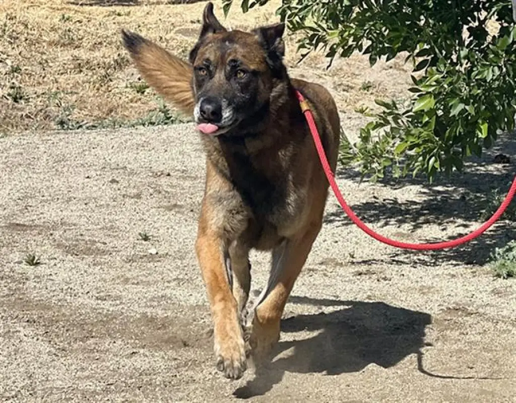 REX
